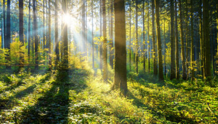 sun shining in a forest