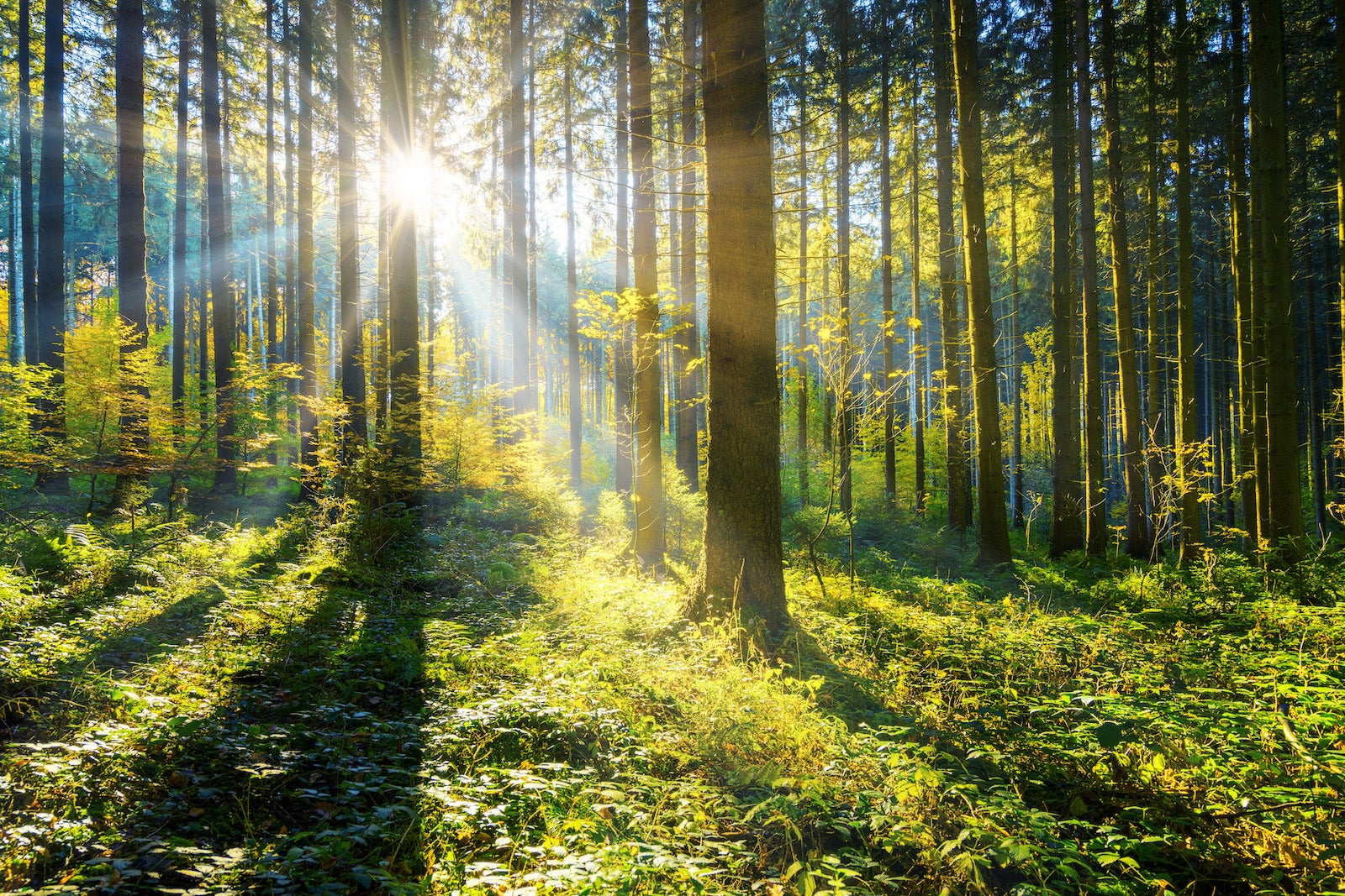 the-four-types-of-tu-bishvat-my-jewish-learning