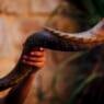 shofar