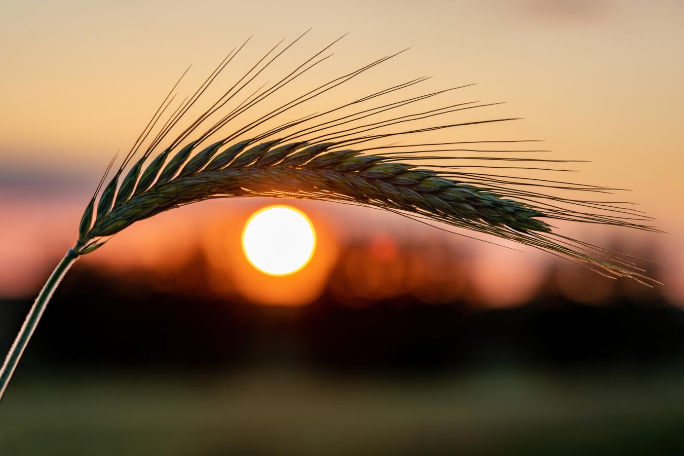 stalk of barley in front of the sun