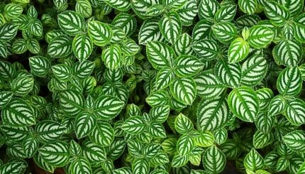 Photo of a sea of green and white leaves