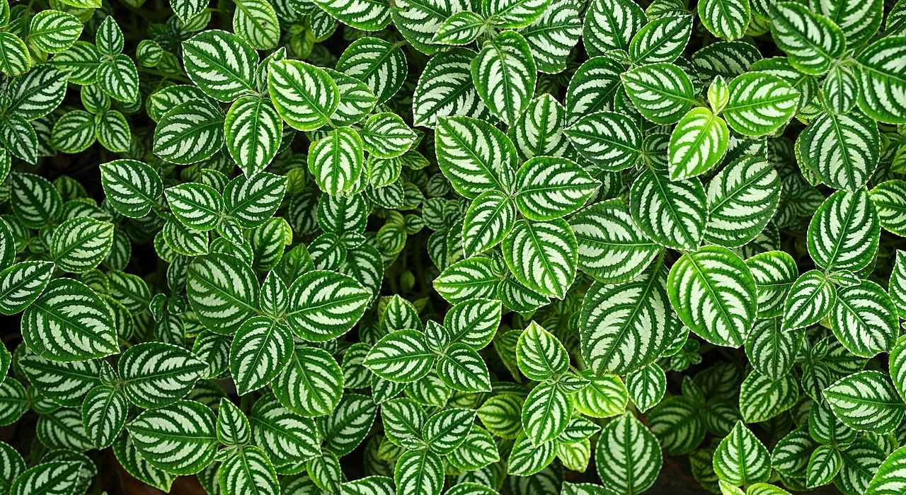 Photo of a sea of green and white leaves