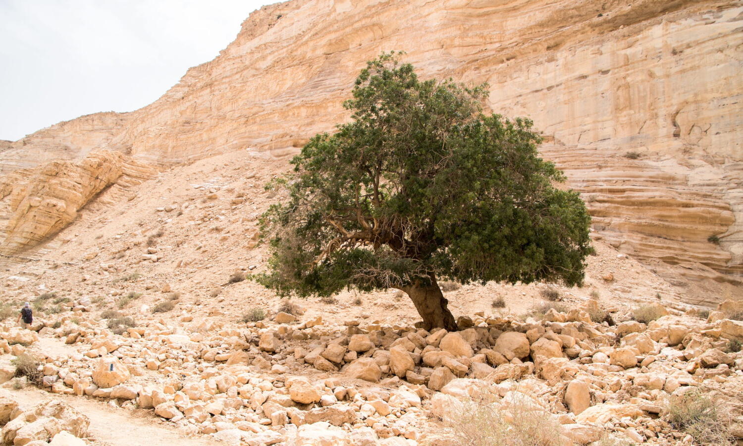 lone olive tree in the desert