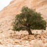 lone olive tree in the desert