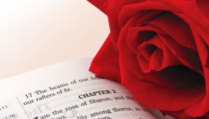 Red rose on a page of the Bible, open to Song of Songs chapter 2.