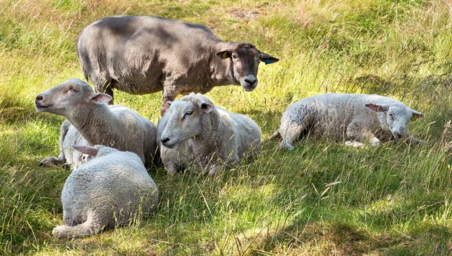 Photo of lounging sheep.