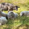 Photo of lounging sheep.