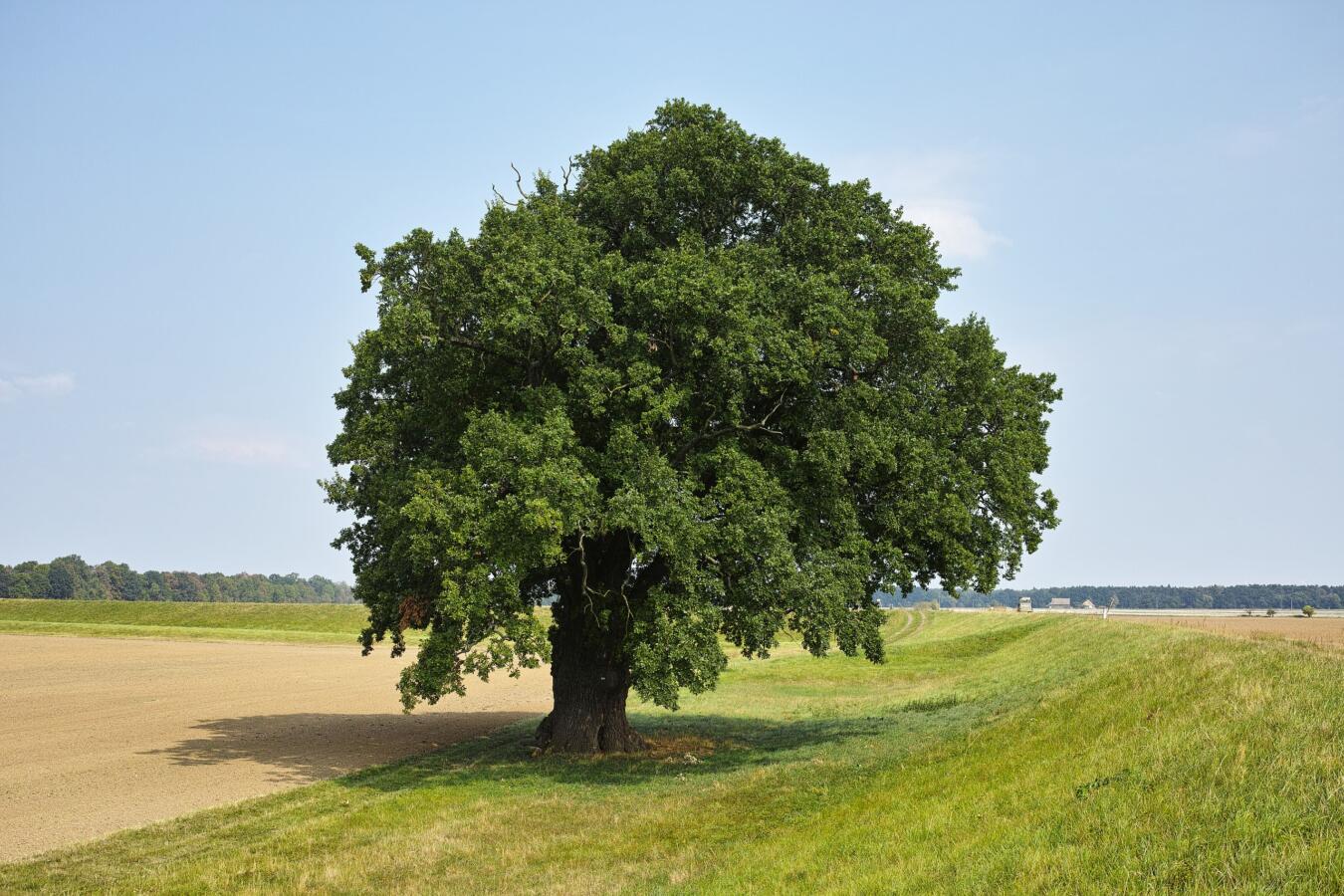Photo of a single majestic tree.