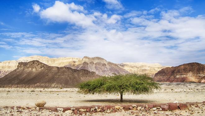 Single tree in the desert.