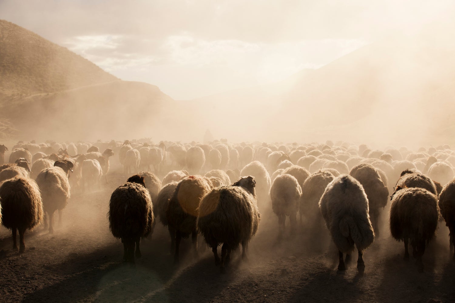 psalm-23-a-new-translation-my-jewish-learning