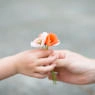 hands holding flowers