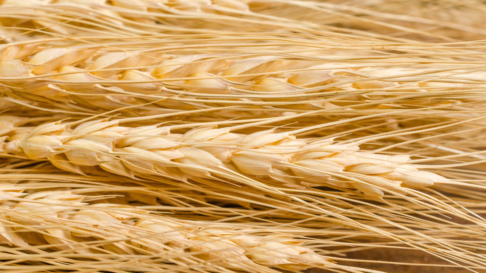 Barley grain for Passover and counting the omer