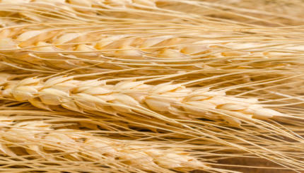 Barley grain for Passover and counting the omer