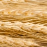 Barley grain for Passover and counting the omer