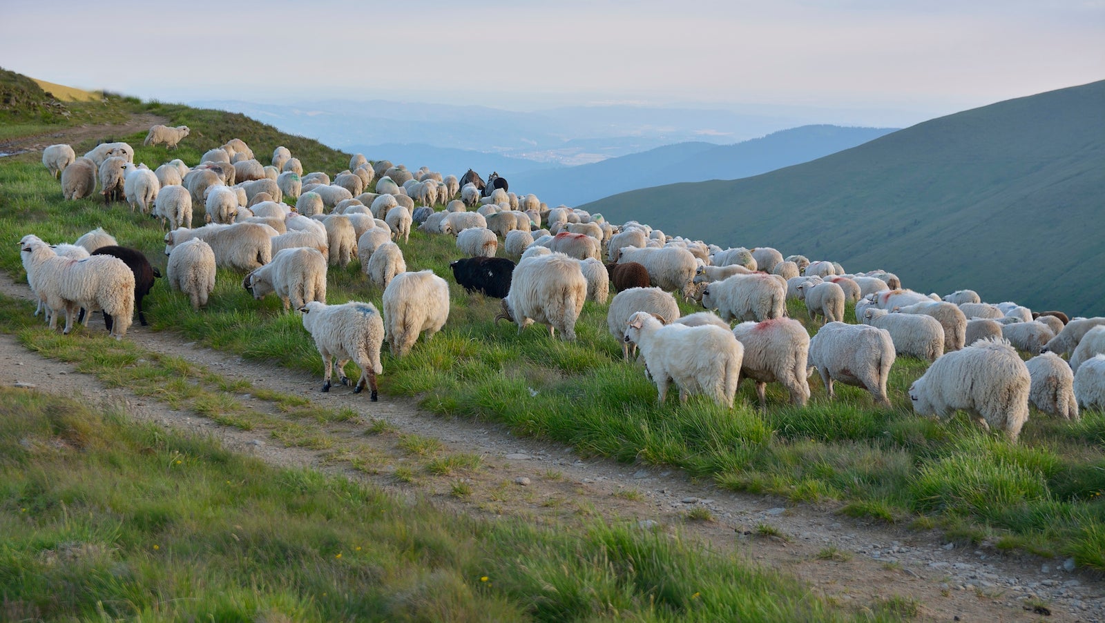 Shepherd Consciousness | My Jewish Learning