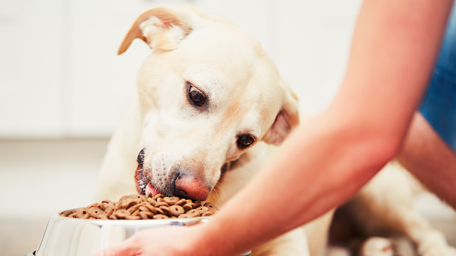 Ask the Expert: Dog Food for Passover | My Jewish Learning