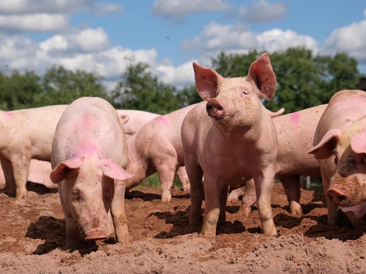 Photograph of pigs in mud.