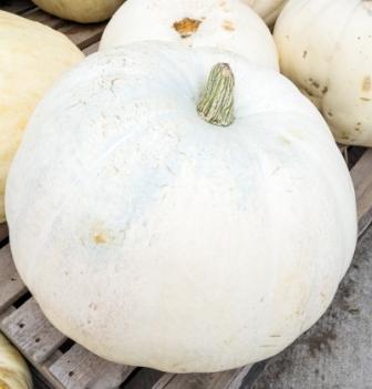 white pumpkin