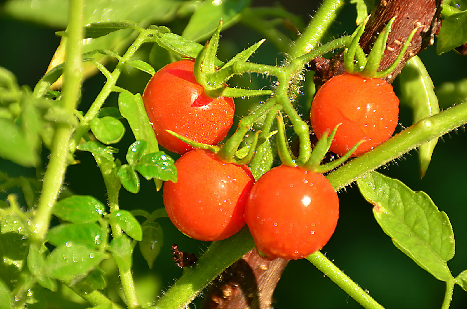 Cherry Tomatoes Have Surprising Israeli Roots The Nosher