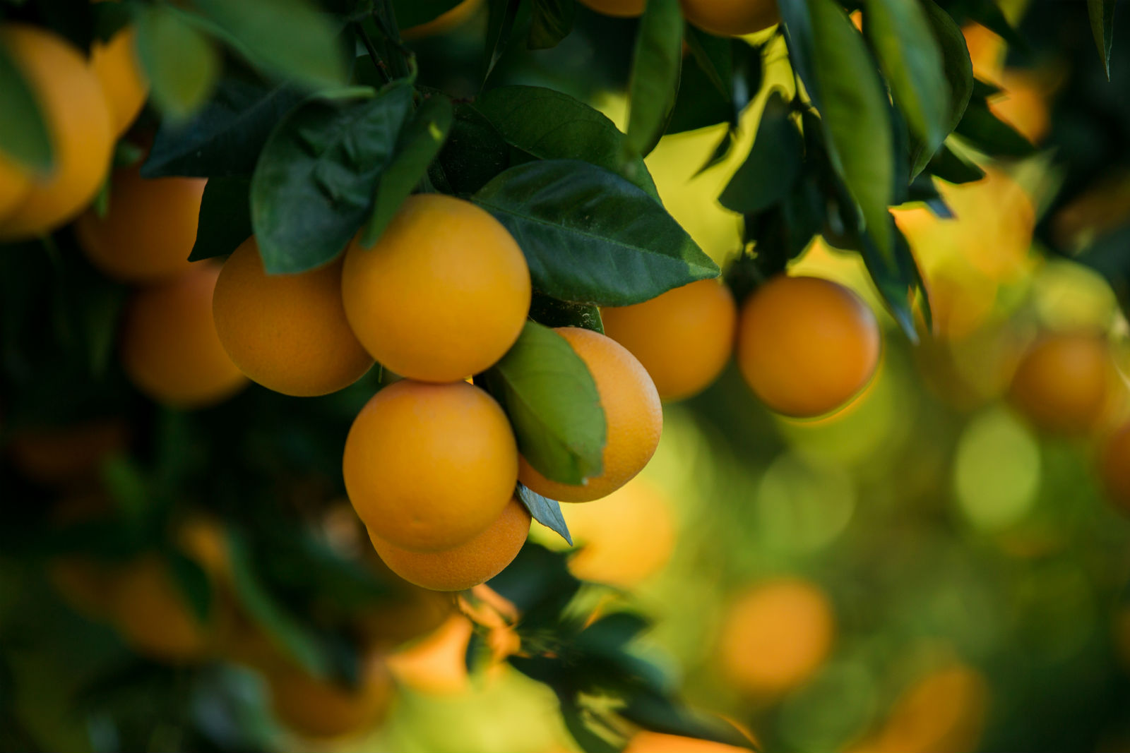 Why most Asian Jews use imported etrogs on Sukkot even though