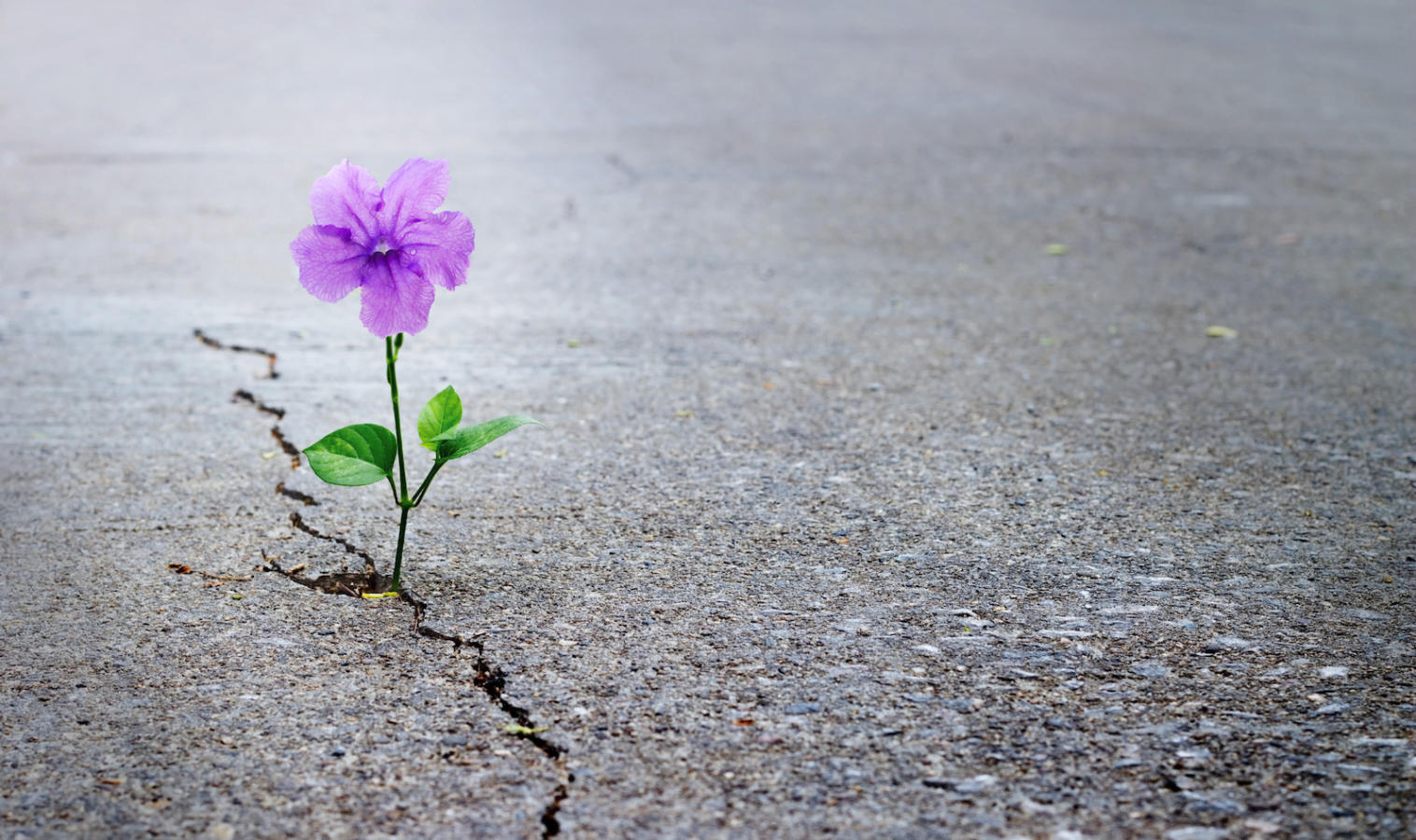 Flower growing through crack in asphalt