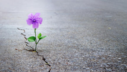 flower growing through pavement cracks