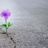 flower growing through pavement cracks