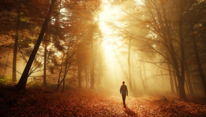 Walk in breathtaking light of the autumn forest