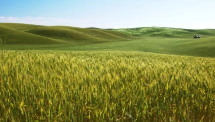 barley field