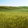 barley field