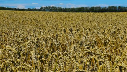 barley field