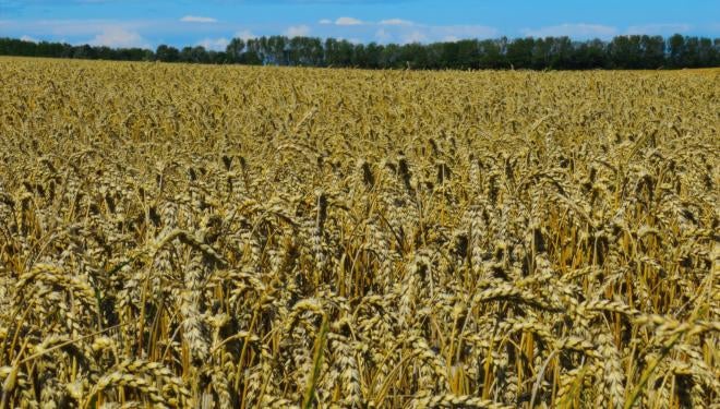 barley field