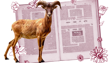 Picture of a goat in front of a page of Talmud.