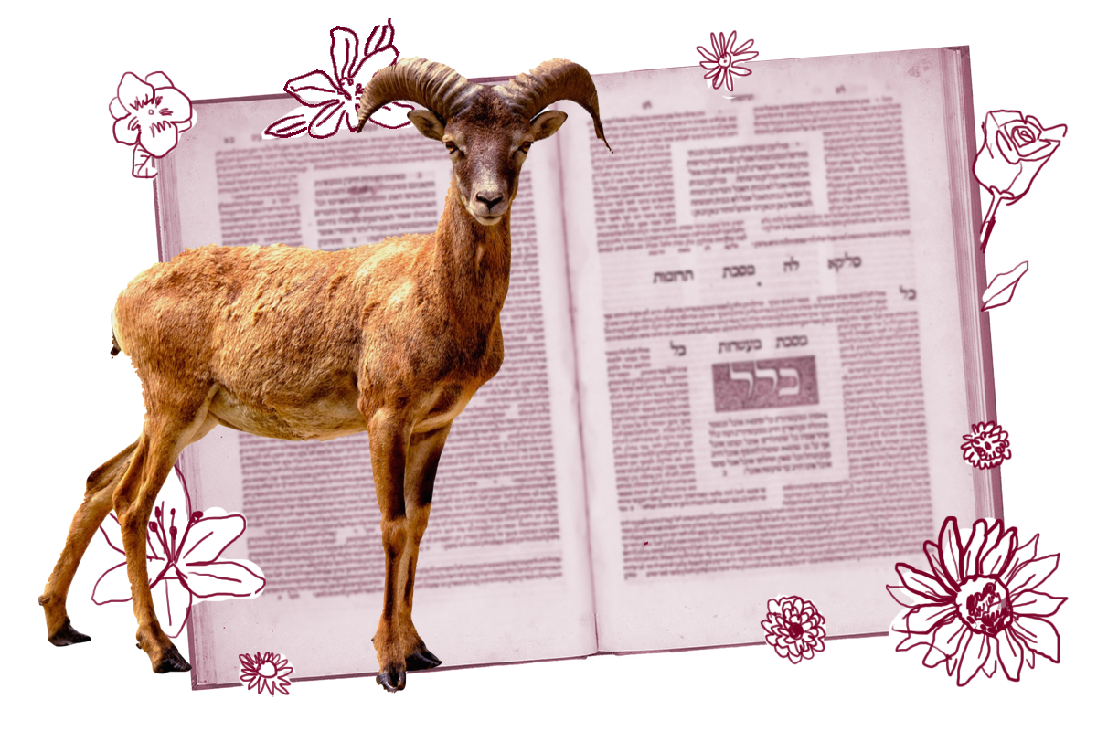 Picture of a goat in front of a page of Talmud.