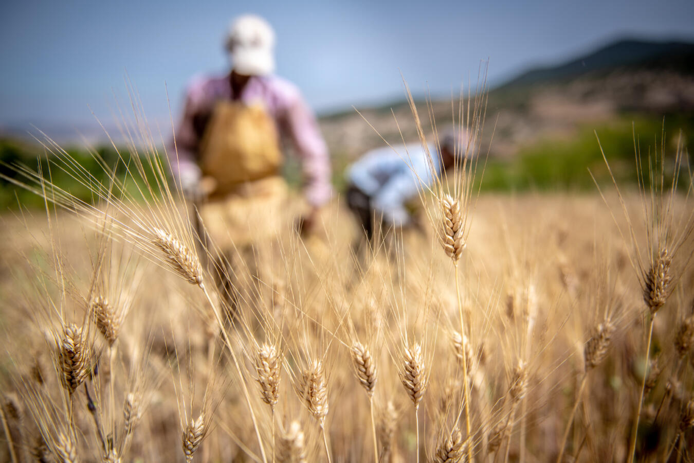 farm workers in wheat field