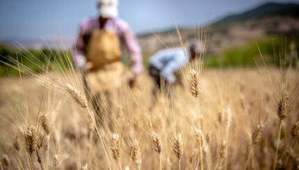 farm workers in wheat field