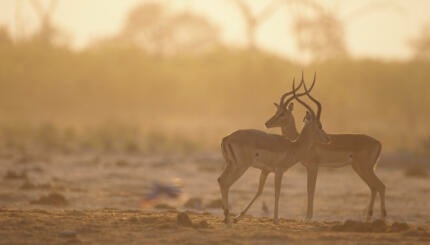 two gazelles standing together outside