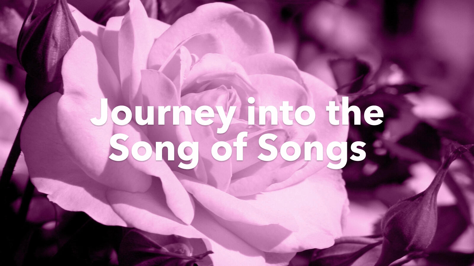 Journey into the song of songs