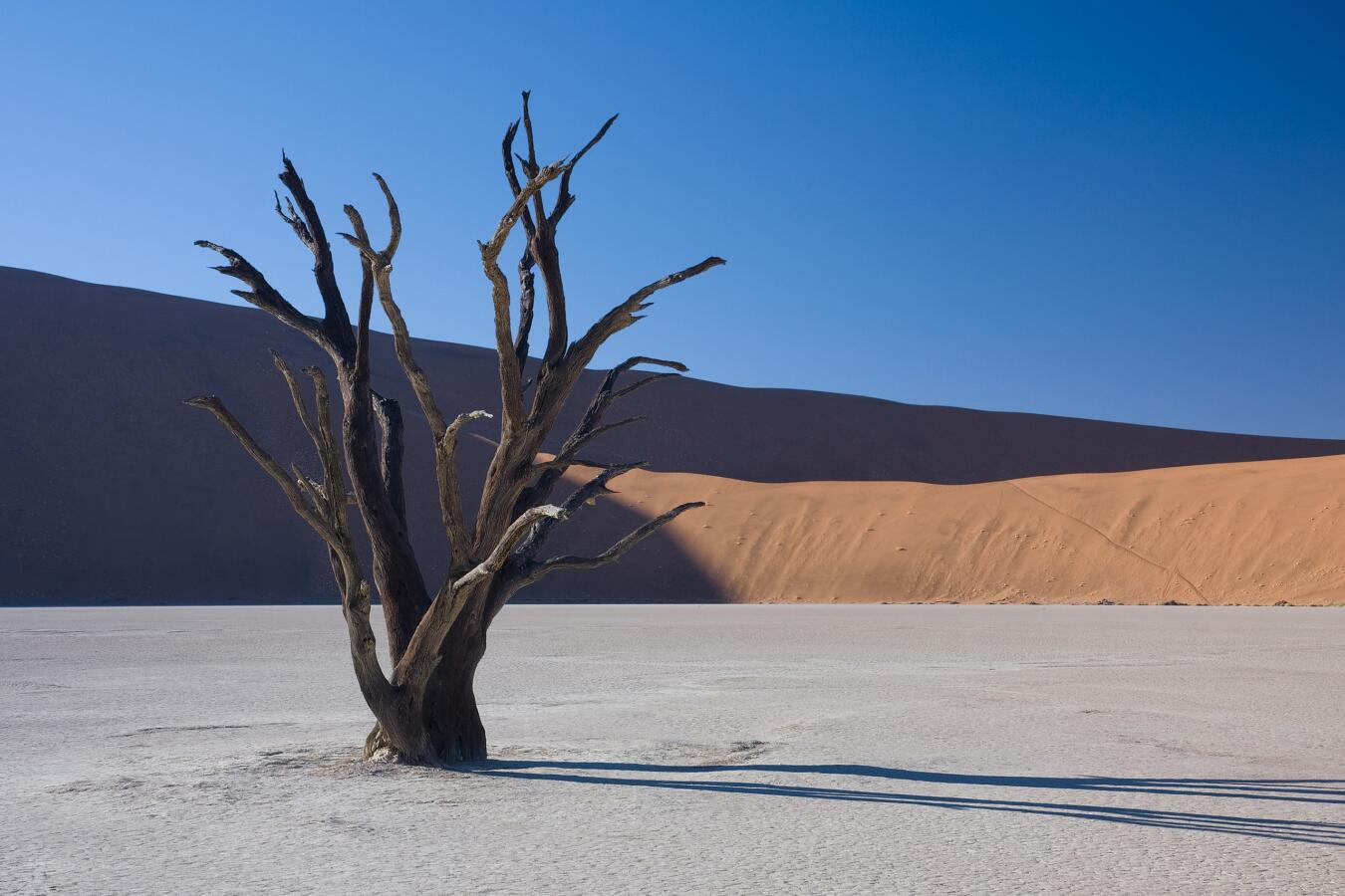 sillhouette of a dead tree in the desert
