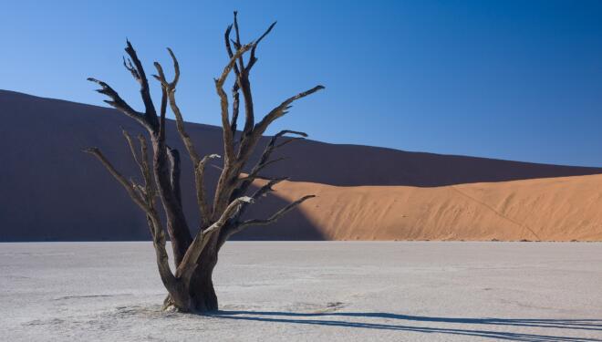 sillhouette of a dead tree in the desert