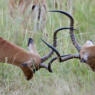 Two impalas with horns locked.