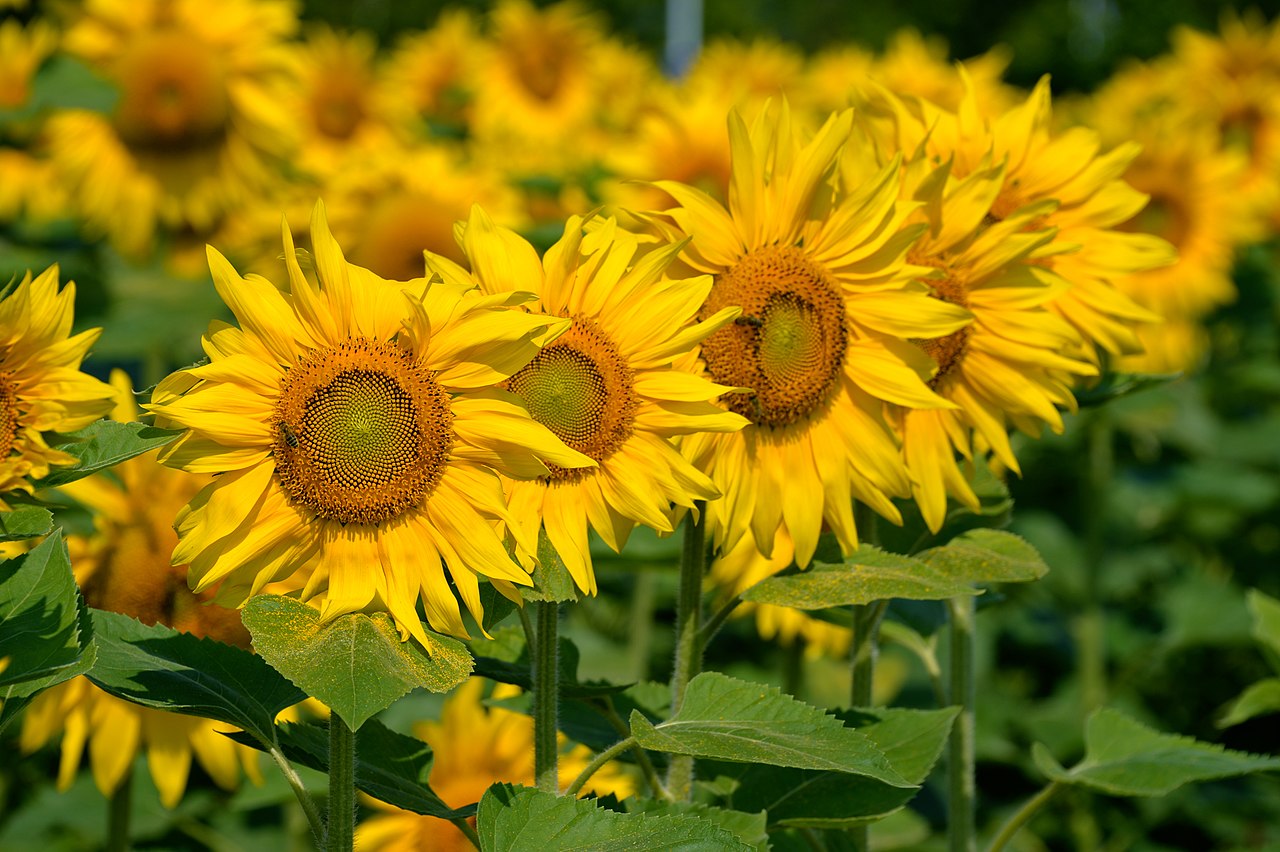 a row of sunflowers
