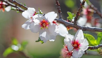 Photo of a flowering tree branch.