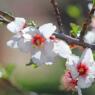 Photo of a flowering tree branch.