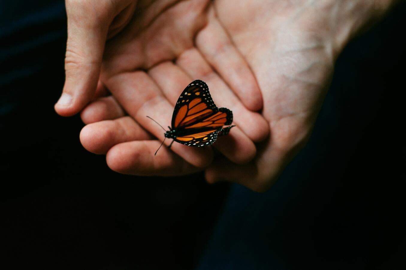 photo of a butterfly resting in someone's hands
