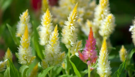 field of yellow flowers with one pink flower