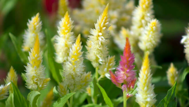 field of yellow flowers with one pink flower