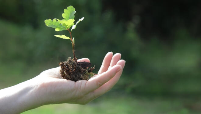 Hand holding oak tree seedling