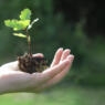 Hand holding oak tree seedling