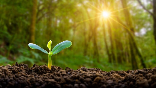 Planting seedlings young plant in the morning light on nature background